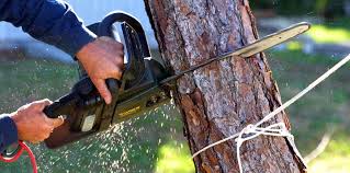 Professional  Tree Services in Badger, AK